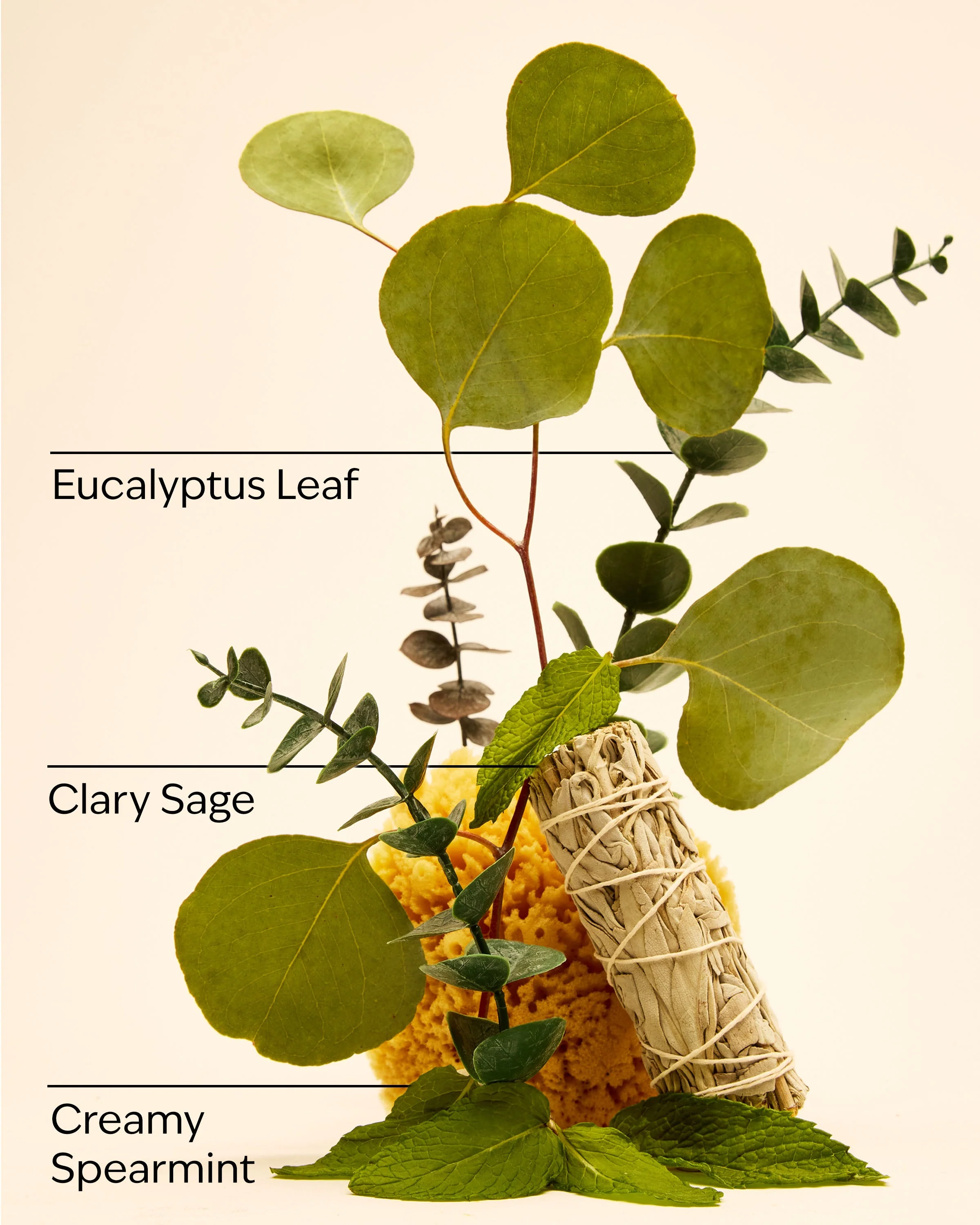 Eucalyptus Spearmint Gift Set - Image 4